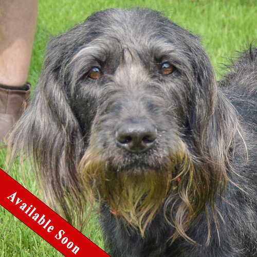 Doogle, English Setter / Black Labrador Retriever / Mixed
