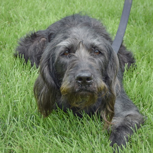 Doogle, an adoptable English Setter / Black Labrador Retriever / Mixed at Animal House Shelter — photo 4