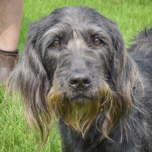 Doogle, an adoptable English Setter / Black Labrador Retriever / Mixed at Animal House Shelter — photo 5