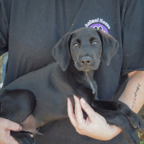 Bo, an adoptable Black Labrador Retriever at Animal House Shelter — photo 2