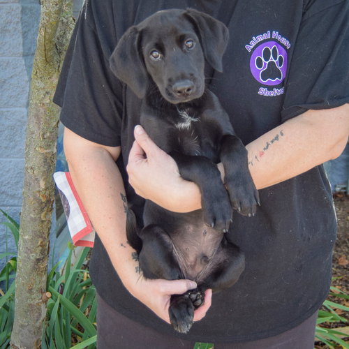 Bo, an adoptable Black Labrador Retriever at Animal House Shelter — photo 3
