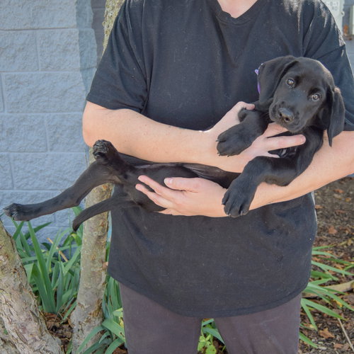 Bo, an adoptable Black Labrador Retriever at Animal House Shelter — photo 4