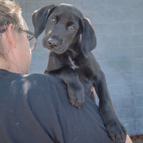 Bo, an adoptable Black Labrador Retriever at Animal House Shelter — photo 5