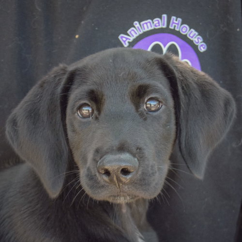 Bo, an adoptable Black Labrador Retriever at Animal House Shelter — photo 6