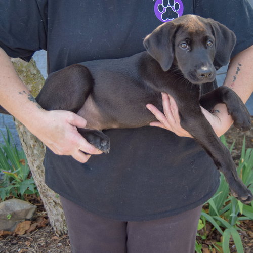 Luke, an adoptable Black Labrador Retriever at Animal House Shelter — photo 2