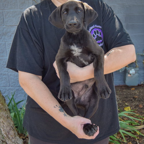 Luke, an adoptable Black Labrador Retriever at Animal House Shelter — photo 3