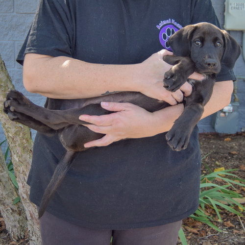 Luke, an adoptable Black Labrador Retriever at Animal House Shelter — photo 4
