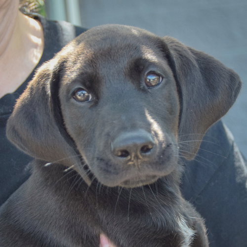 Luke, an adoptable Black Labrador Retriever at Animal House Shelter — photo 5
