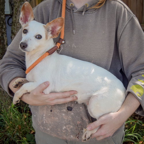 Biggie, an adoptable Italian Greyhound / Chihuahua / Mixed at Animal House Shelter — photo 2