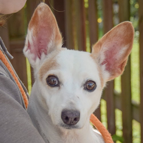 Biggie, an adoptable Italian Greyhound / Chihuahua / Mixed at Animal House Shelter — photo 4