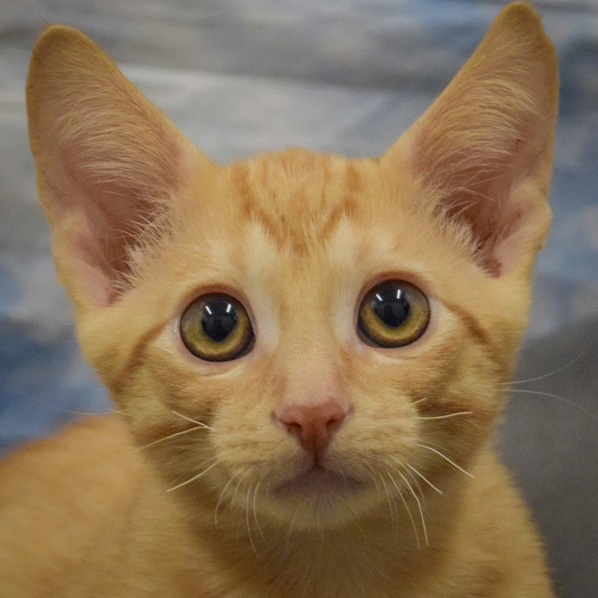 O'malley - Tabby