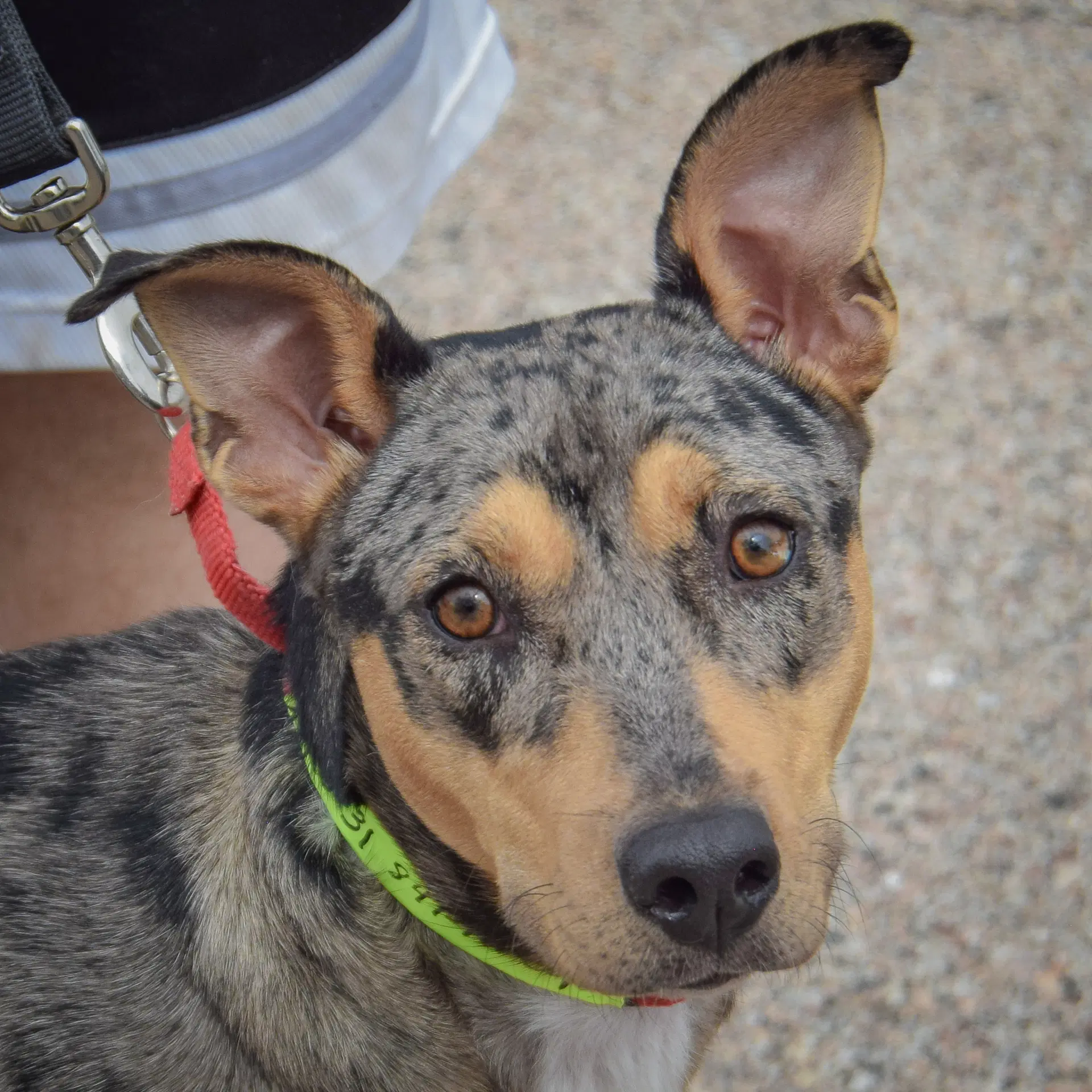 Oreo - Australian Cattle Dog/Blue Heeler