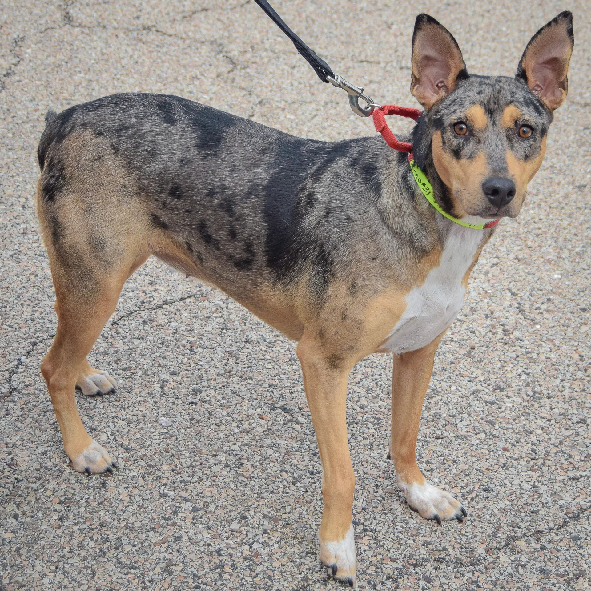 Oreo image 2