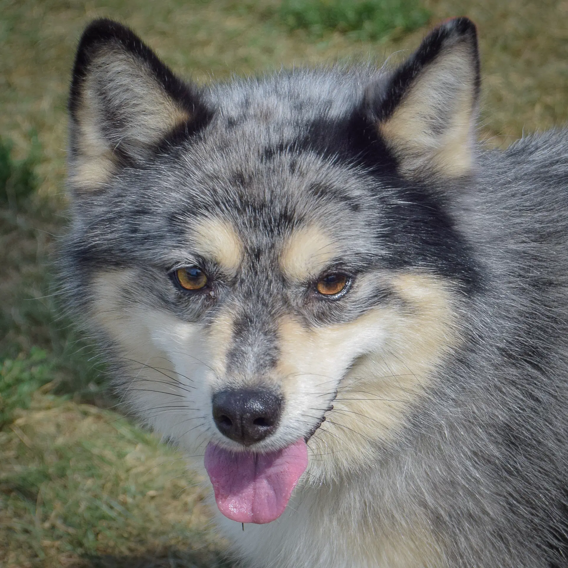 Smidge - Husky