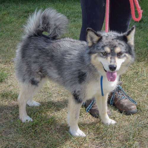 Smidge, an adoptable Husky / Pomeranian / Mixed at Animal House Shelter — photo 2