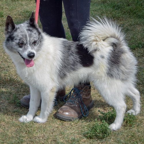 Grinch, an adoptable Husky / Pomeranian / Mixed at Animal House Shelter — photo 2