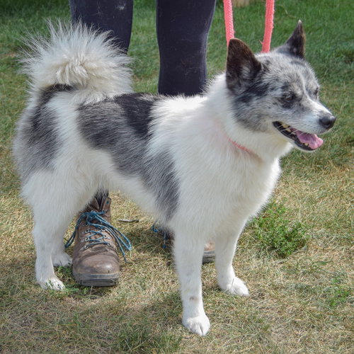 Grinch, an adoptable Husky / Pomeranian / Mixed at Animal House Shelter — photo 5