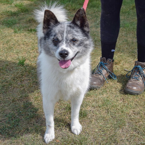 Grinch, an adoptable Husky / Pomeranian / Mixed at Animal House Shelter — photo 6