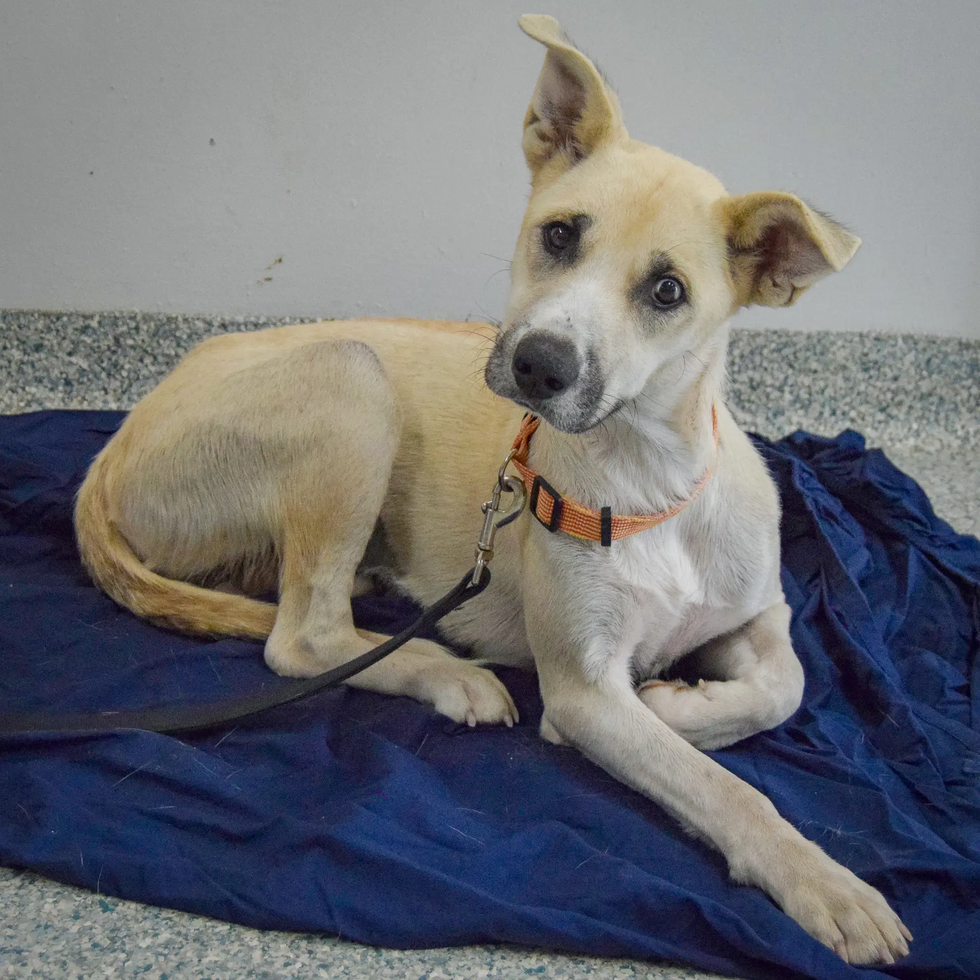 Betsie image 2