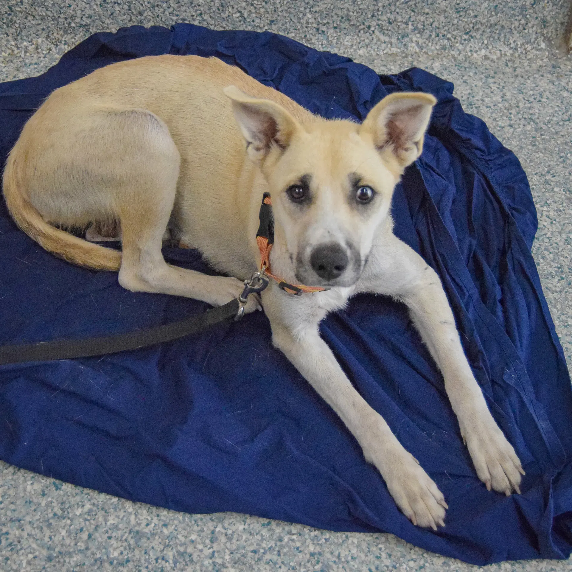 Betsie image 3