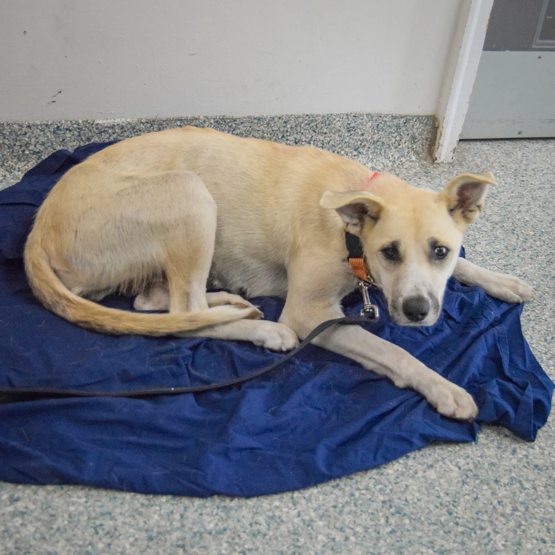 Betsie image 4