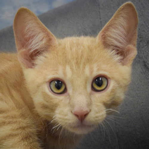Blackbeard, a cat for adoption from Animal House Shelter, Inc.