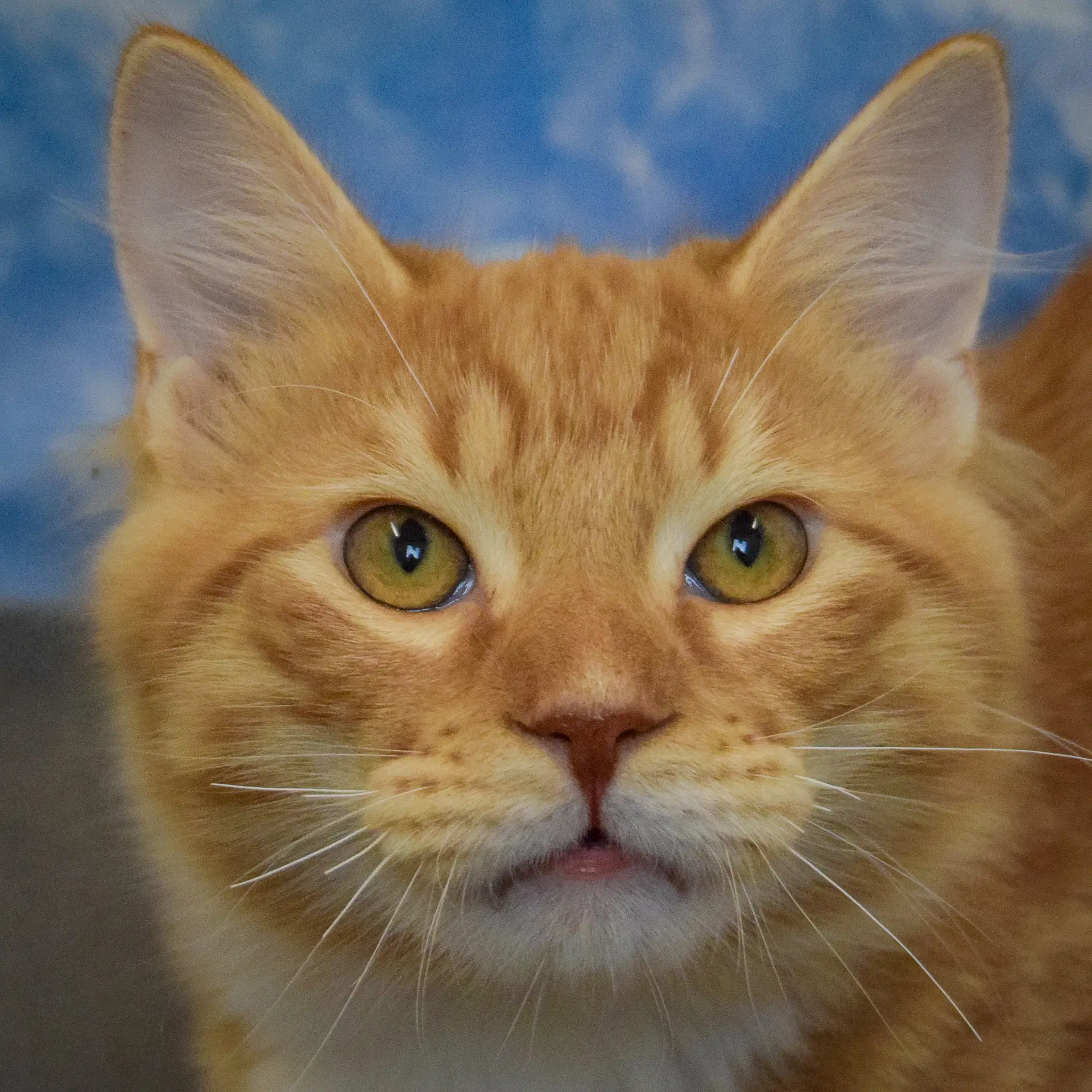Brian - Tabby