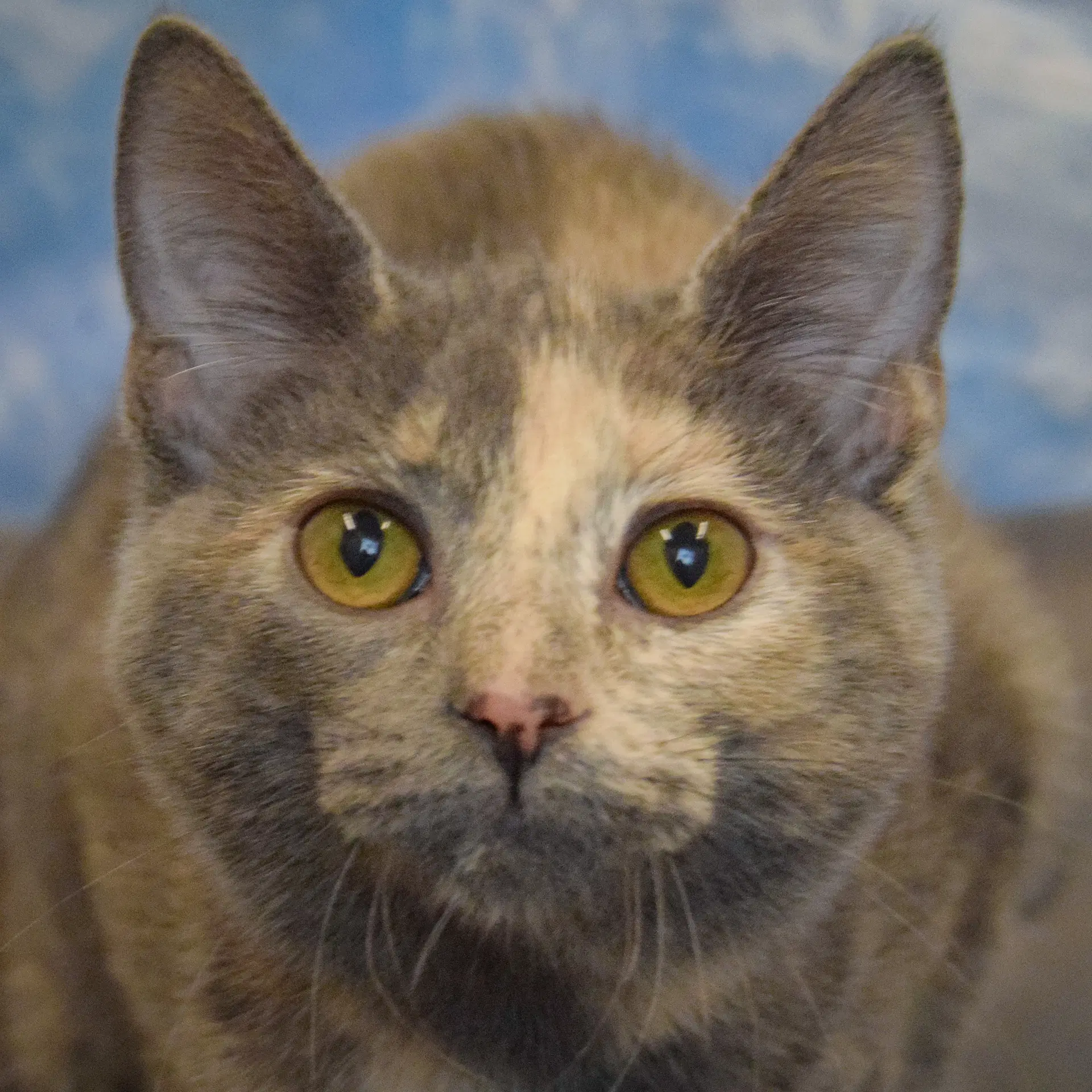 Spice - Dilute Tortoiseshell