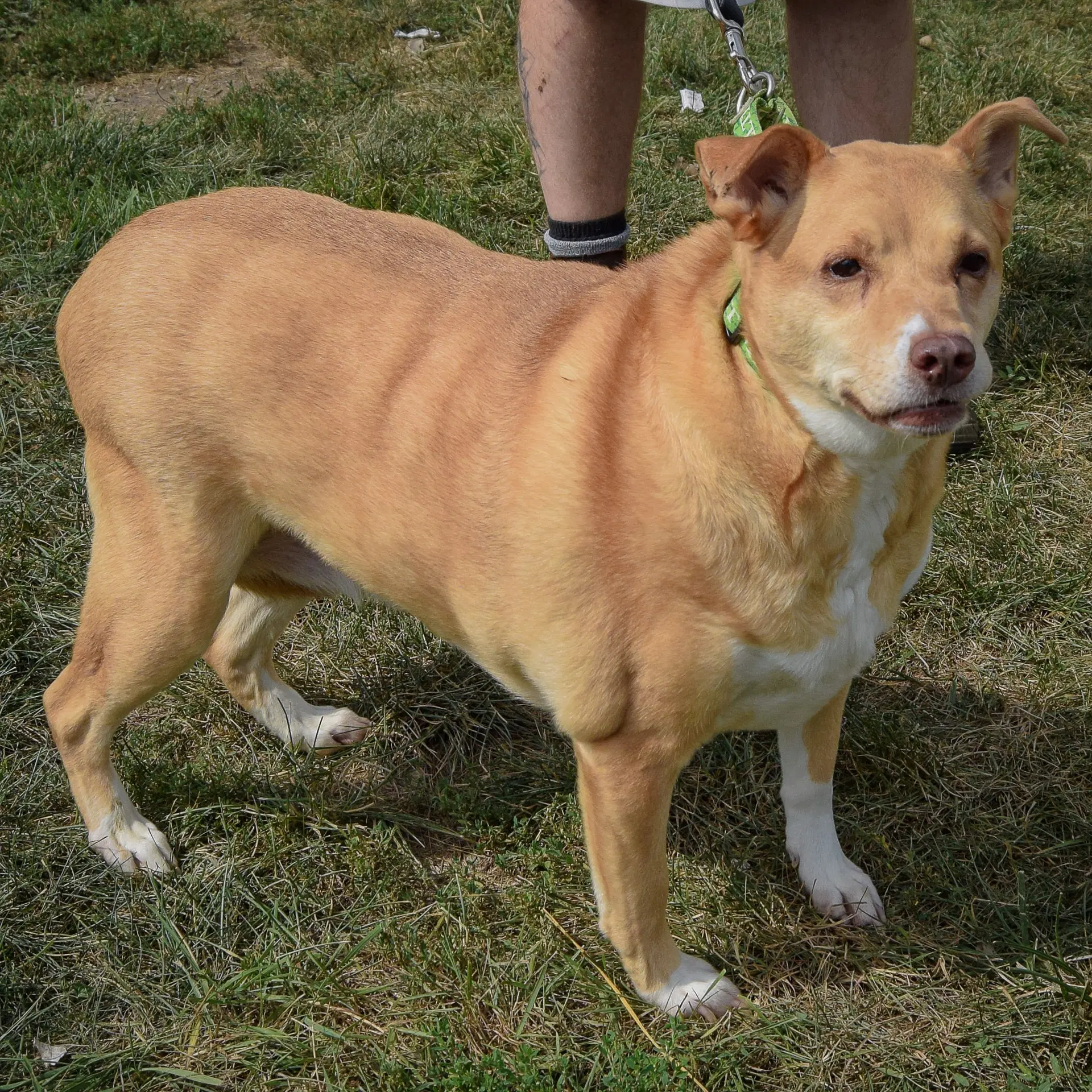 Duchess image 2
