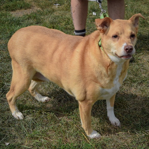 Duchess, an adoptable Yellow Labrador Retriever / Australian Shepherd / Mixed at Animal House Shelter — photo 2