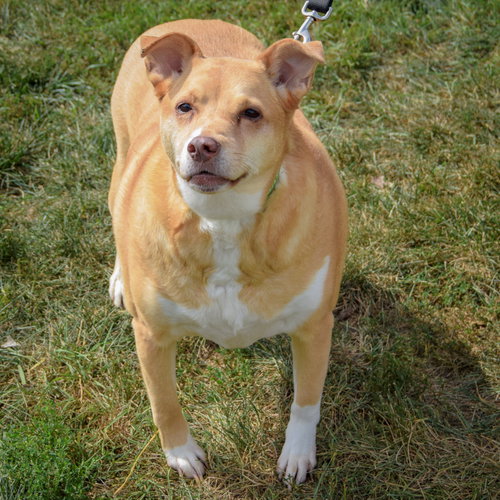 Duchess, an adoptable Yellow Labrador Retriever / Australian Shepherd / Mixed at Animal House Shelter — photo 3