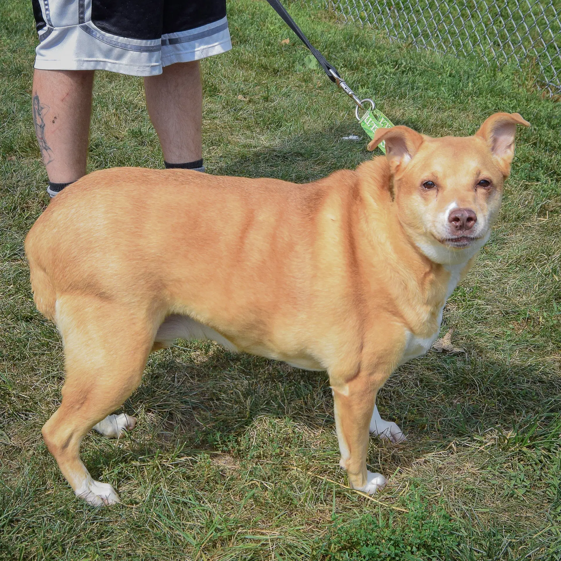 Duchess image 4