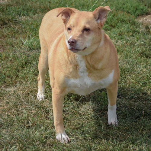 Duchess, an adoptable Yellow Labrador Retriever / Australian Shepherd / Mixed at Animal House Shelter — photo 5