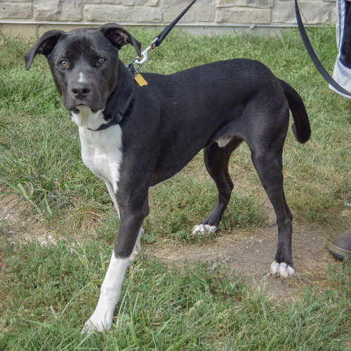 Jordy, an adoptable Husky / Black Labrador Retriever / Mixed at Animal House Shelter — photo 2