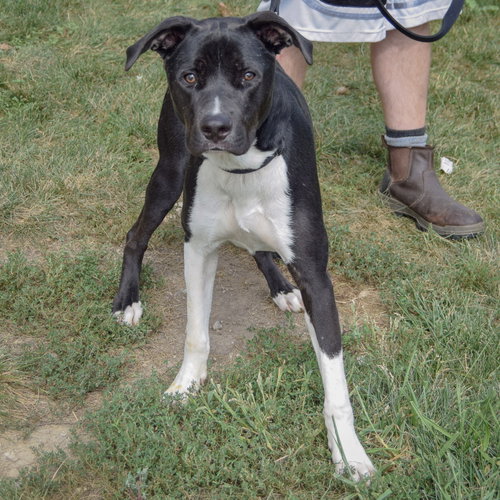 Jordy, an adoptable Husky / Black Labrador Retriever / Mixed at Animal House Shelter — photo 3
