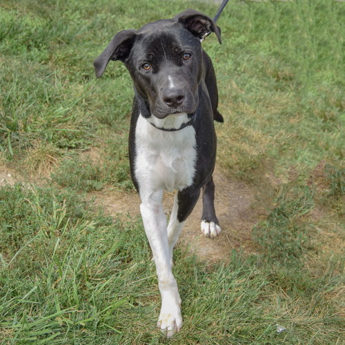 Jordy, an adoptable Husky / Black Labrador Retriever / Mixed at Animal House Shelter — photo 5