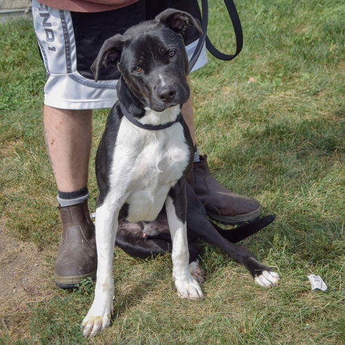 Jordy, an adoptable Husky / Black Labrador Retriever / Mixed at Animal House Shelter — photo 6