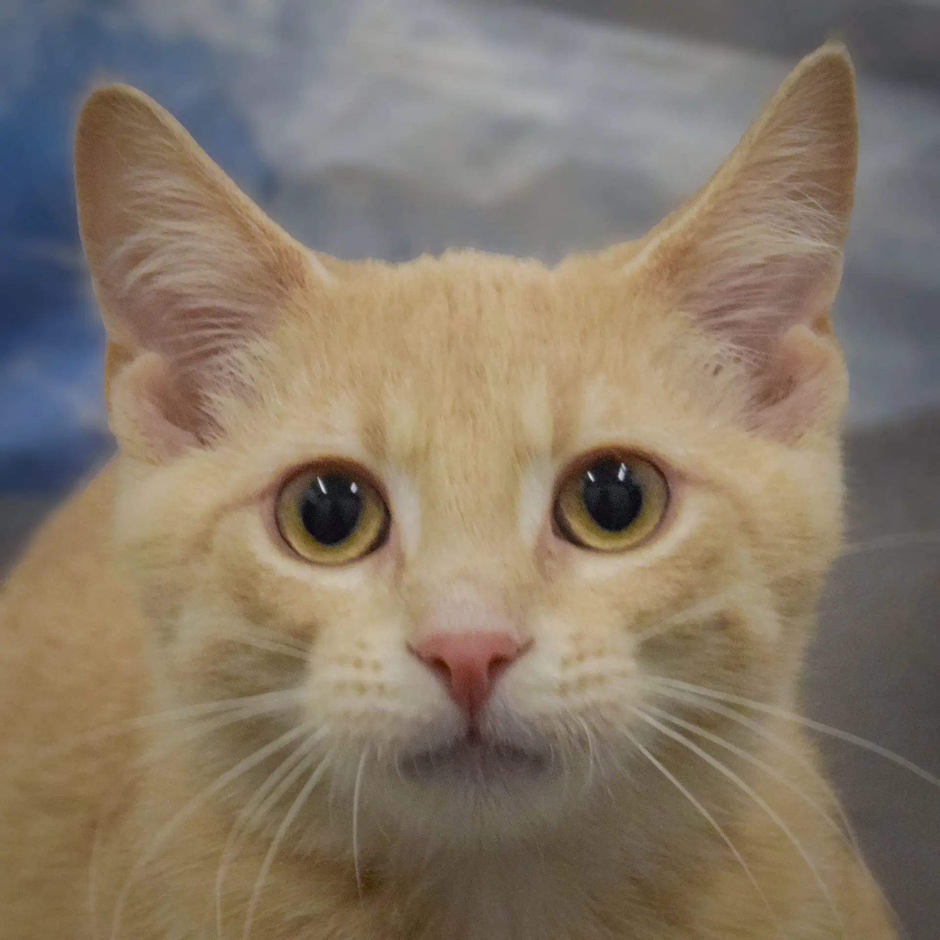 Butterfinger - Tabby
