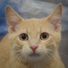 Butterfinger — Huntley, IL Adoption