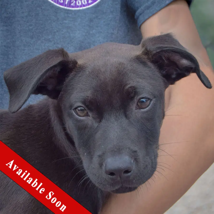 Dawn - Black Labrador Retriever