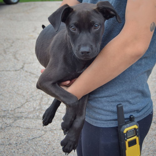 Dawn, an adoptable Black Labrador Retriever / American Staffordshire Terrier / Mixed at Animal House Shelter — photo 3