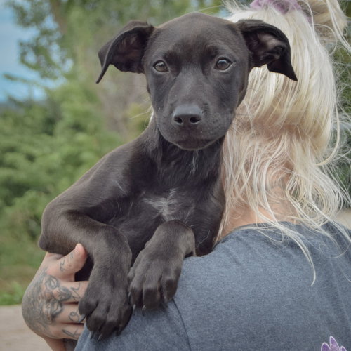 Dawn, an adoptable Black Labrador Retriever / American Staffordshire Terrier / Mixed at Animal House Shelter — photo 5