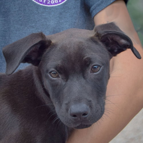 Dawn, an adoptable Black Labrador Retriever / American Staffordshire Terrier / Mixed at Animal House Shelter — photo 6