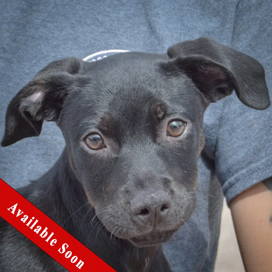Skye - Black Labrador Retriever