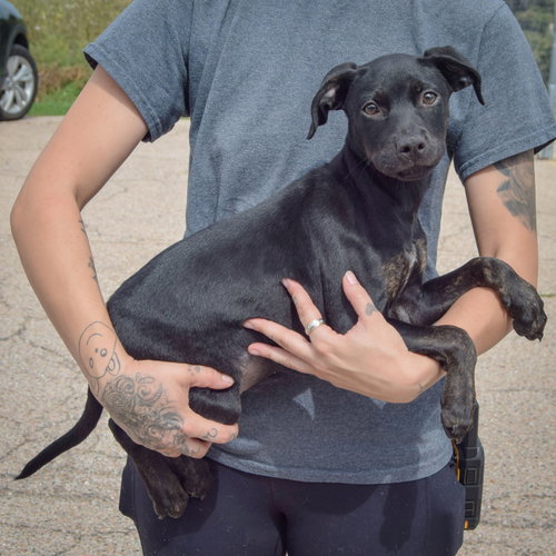 Skye, an adoptable Black Labrador Retriever / American Staffordshire Terrier / Mixed at Animal House Shelter — photo 2