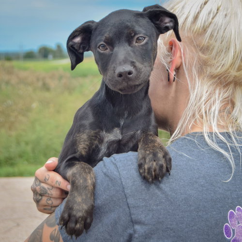 Skye, an adoptable Black Labrador Retriever / American Staffordshire Terrier / Mixed at Animal House Shelter — photo 5