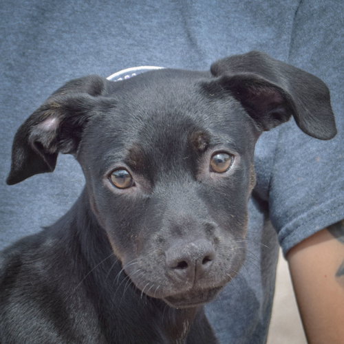 Skye, an adoptable Black Labrador Retriever / American Staffordshire Terrier / Mixed at Animal House Shelter — photo 6