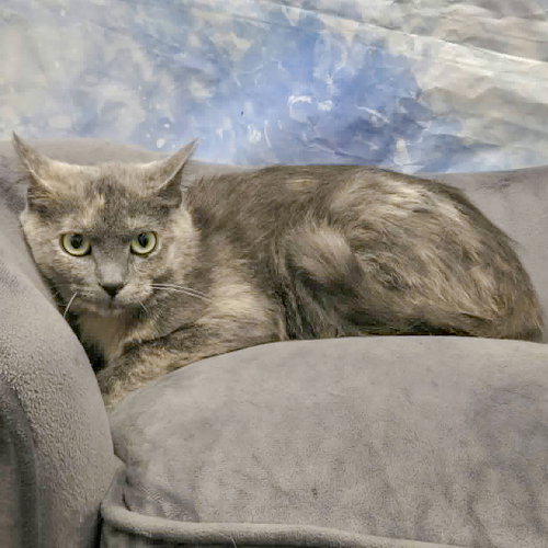 Photo 3 of Stormy