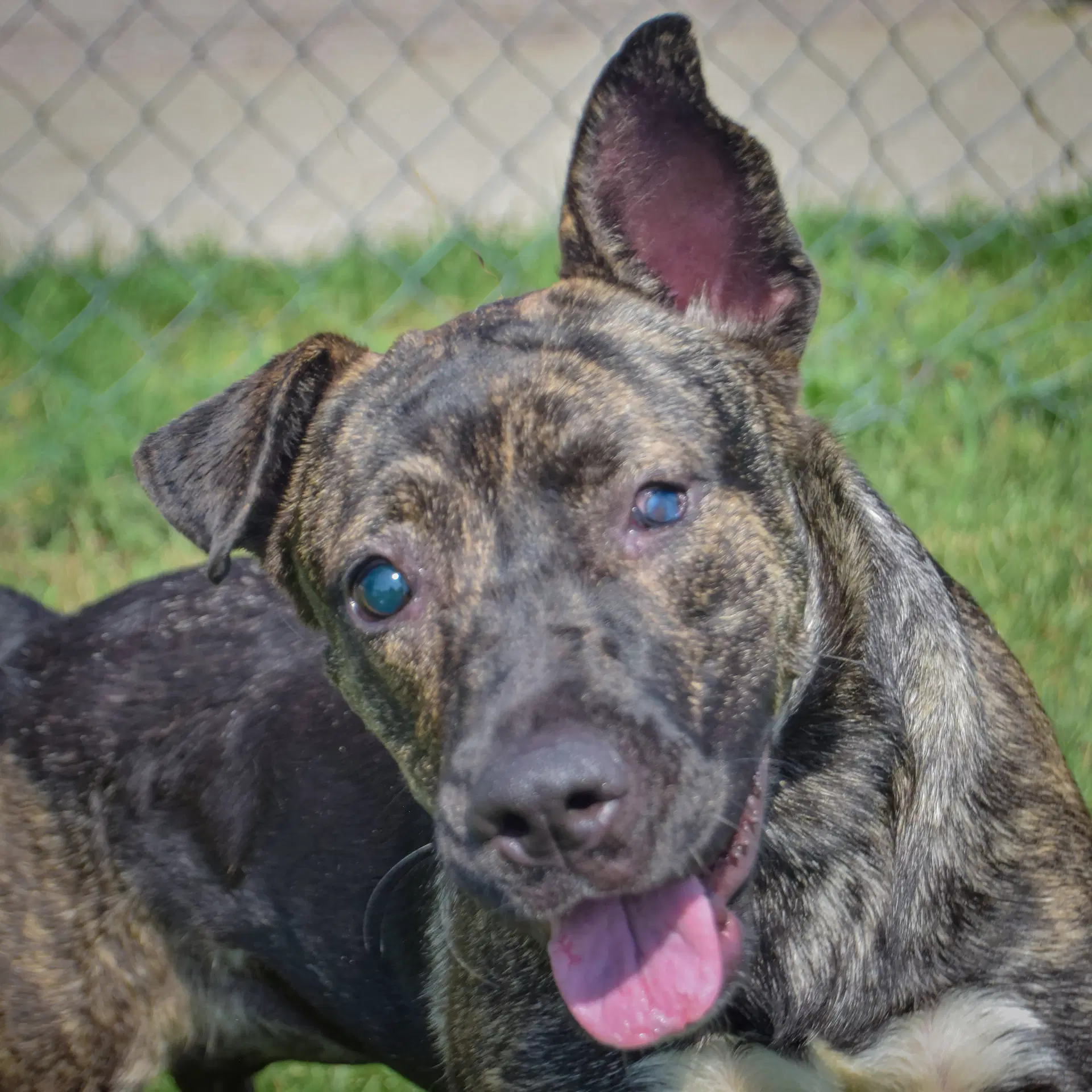 Tuna - Dutch Shepherd
