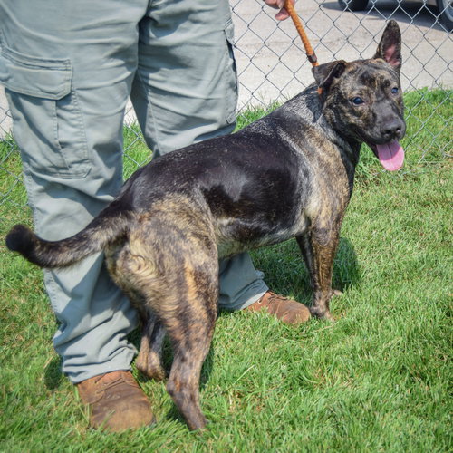 Tuna, an adoptable Dutch Shepherd / Mountain Cur / Mixed at Animal House Shelter — photo 3
